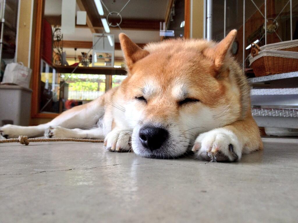 まとめ太 2ch 画像あり 柴犬の表情豊富すぎwwwwwwwwwwwwwwwww まとめ太 2ch 画像あり 柴犬の表情豊富すぎwwwwwwwwwwwwwwwww