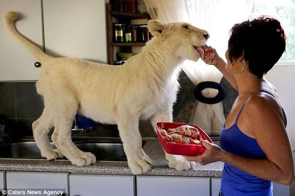 まとめ太 ２ｃｈ 衝撃画像 ライオンや熊などの猛獣と暮らす人々 ﾟdﾟ