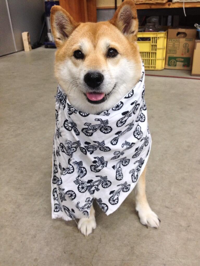 まとめ太 2ch 画像あり 柴犬の表情豊富すぎwwwwwwwwwwwwwwwww まとめ太 2ch 画像あり 柴犬の表情豊富すぎwwwwwwwwwwwwwwwww