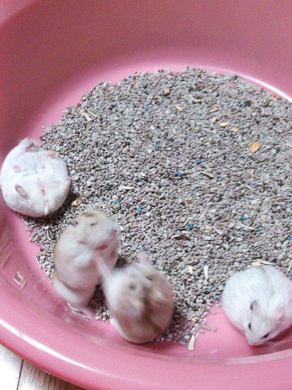 まとめ太 ２ｃｈ 画像あり ハムスターのケンカが 超絶キュートで可愛すぎるｗｗｗｗｗｗｗｗｗｗｗｗｗｗ