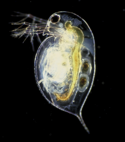 250px-Daphnia_pulex