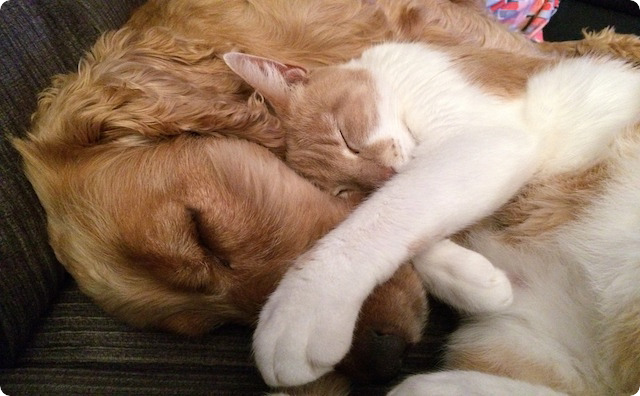 犬と猫