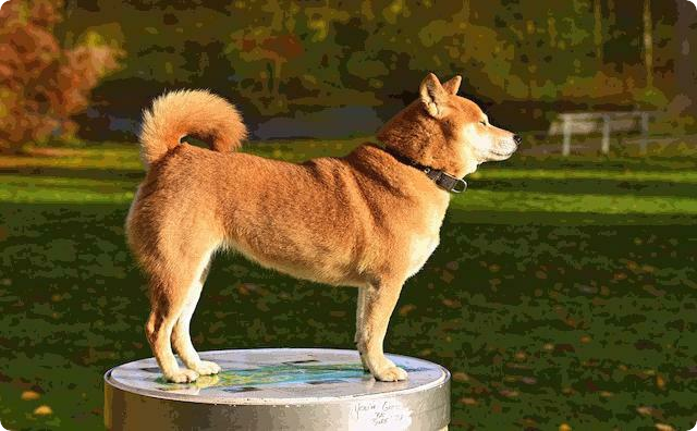 柴犬の尻尾をフワッと掴んで何度も何度も下に垂らそうとする義母 私 何やってんの 義母 いやね クソワロタw 鬼女まとめちゃんねる 生活2chまとめブログ 柴犬の尻尾をフワッと掴んで何度も何度も下に垂らそうとする義母 私 何やってんの 義母 いやね クソワロタw 鬼女まとめちゃんねる 生活2chまとめブログ