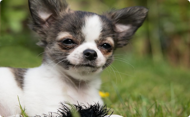 小型犬