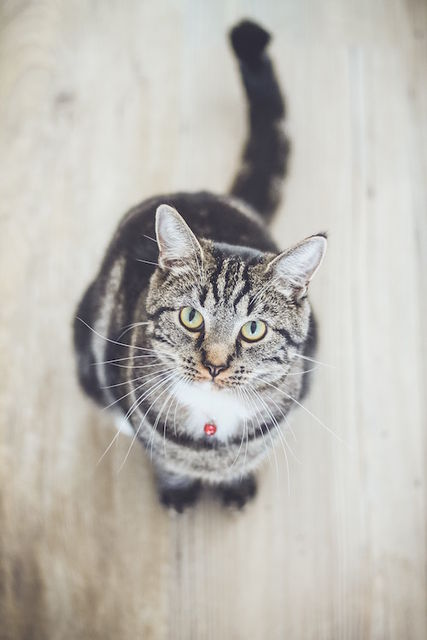 erik-jan-leusink-378147-unsplash