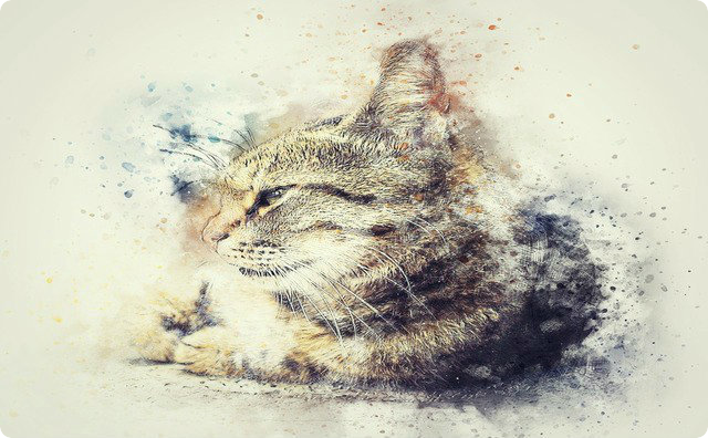 愛猫