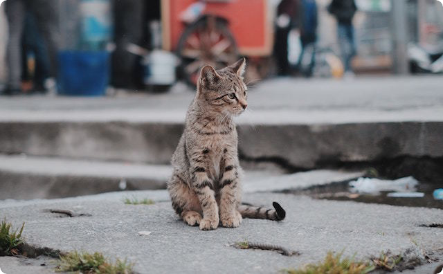 野良猫