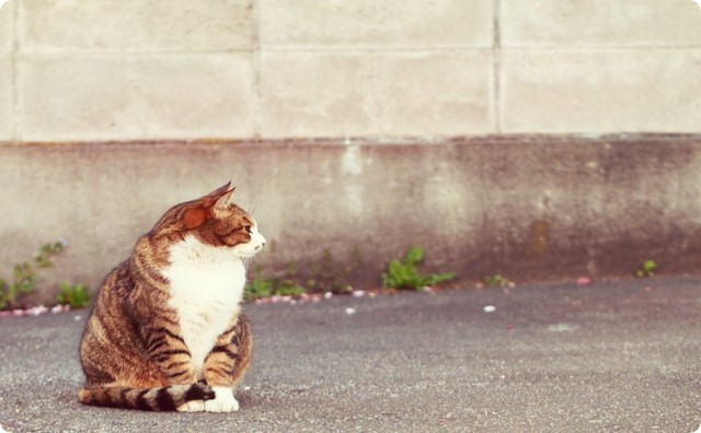 猫