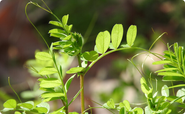 カラスノエンドウ