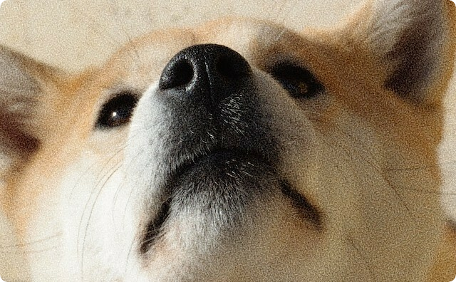 柴犬