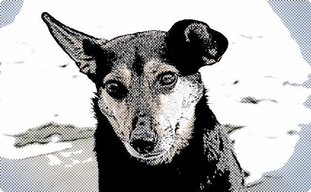 愛犬