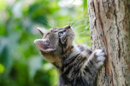koen-eijkelenboom-353679-unsplash