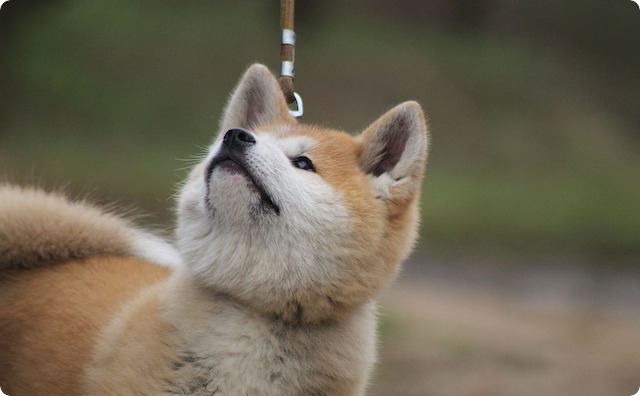 子犬