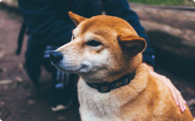 柴犬