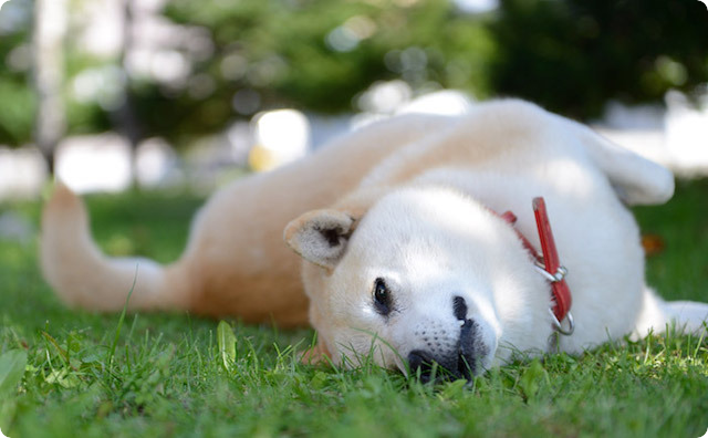 犬