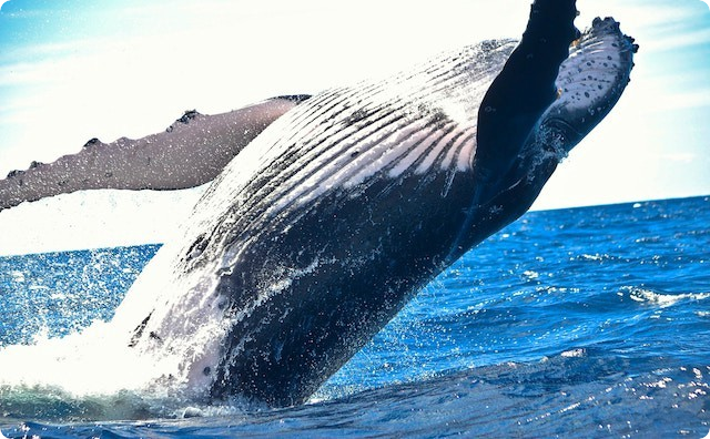 クジラ