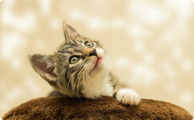 里親募集していた子猫をボランティアの人から譲り受けたんだけど、飼い始めてから先天性の病気が見つかった。それを同僚に話してたら…