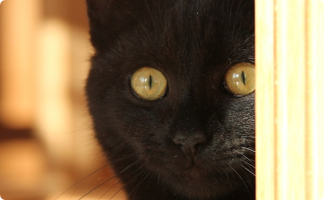 黒猫