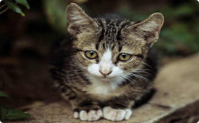 子猫