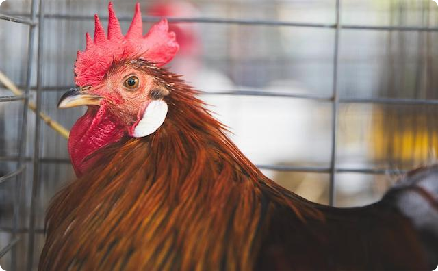 鶏