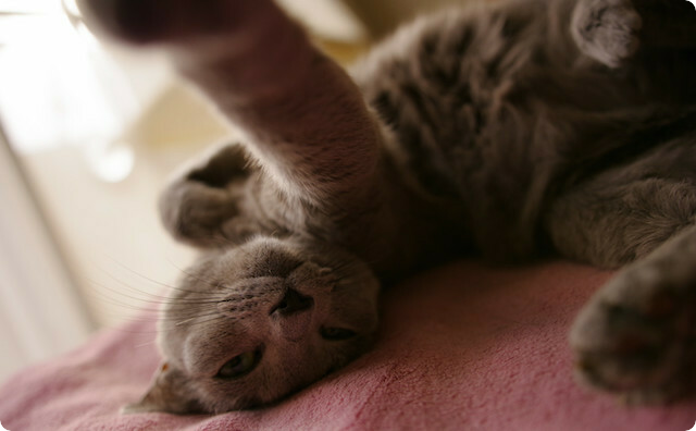 猫