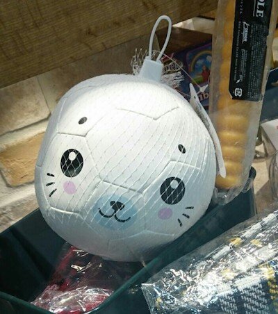 【ゴマちゃん】