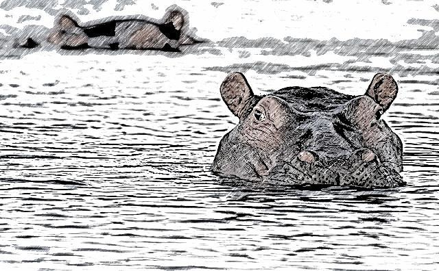 hippopotamus