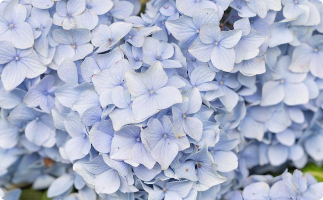 紫陽花