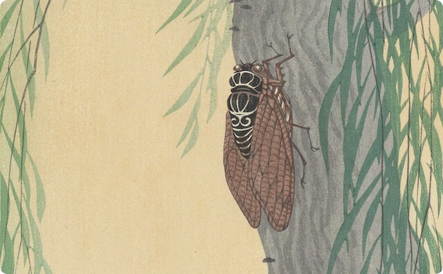 蝉