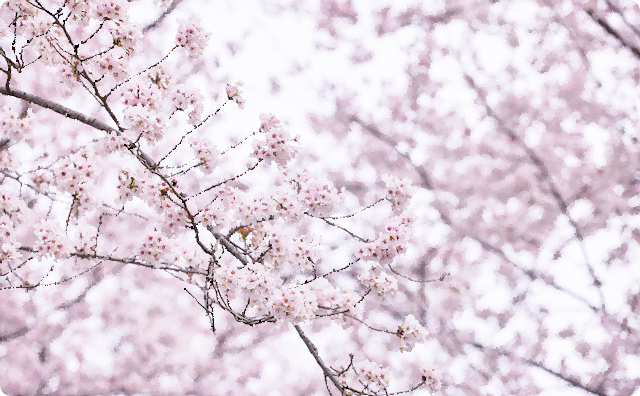 桜