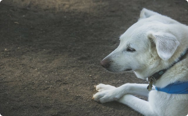 犬