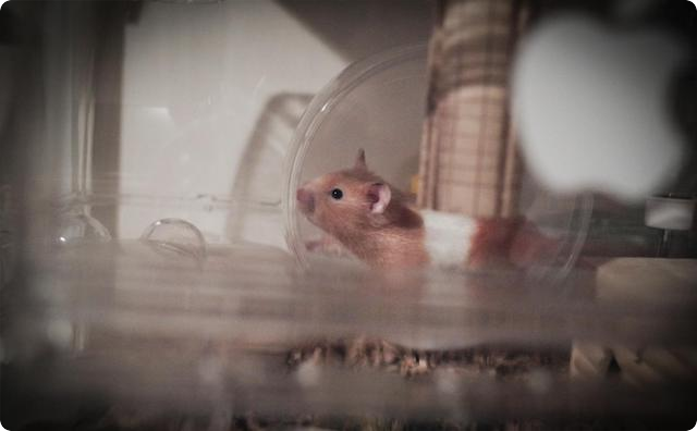 ハムスター