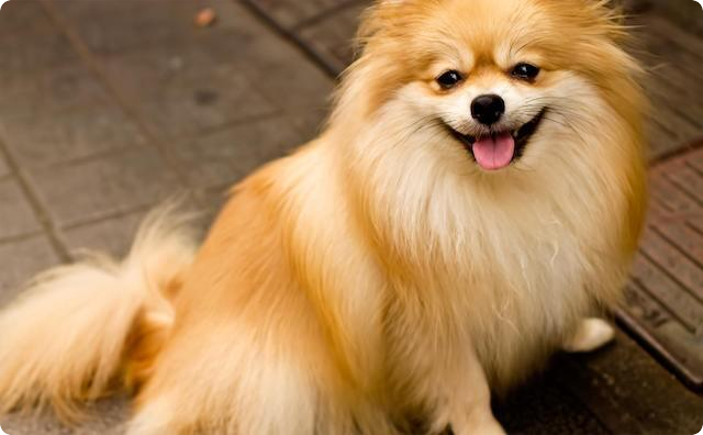 小3の娘がペットの犬をピンクに染めてた。私、ピンク色のポメラニアンなんて連れて散歩するの嫌だよ・・・