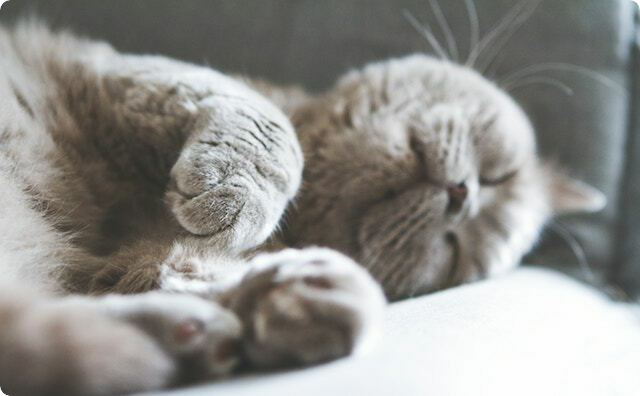 猫