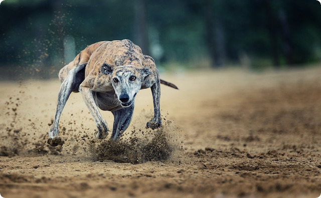 迫り来る犬