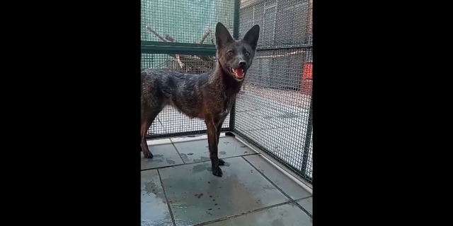 犬狐
