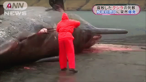 ホオジロザメ シャチに立ち向かった結果wwwwwww まとめまっくす ホオジロザメ シャチに立ち向かった結果wwwwwww まとめまっくす
