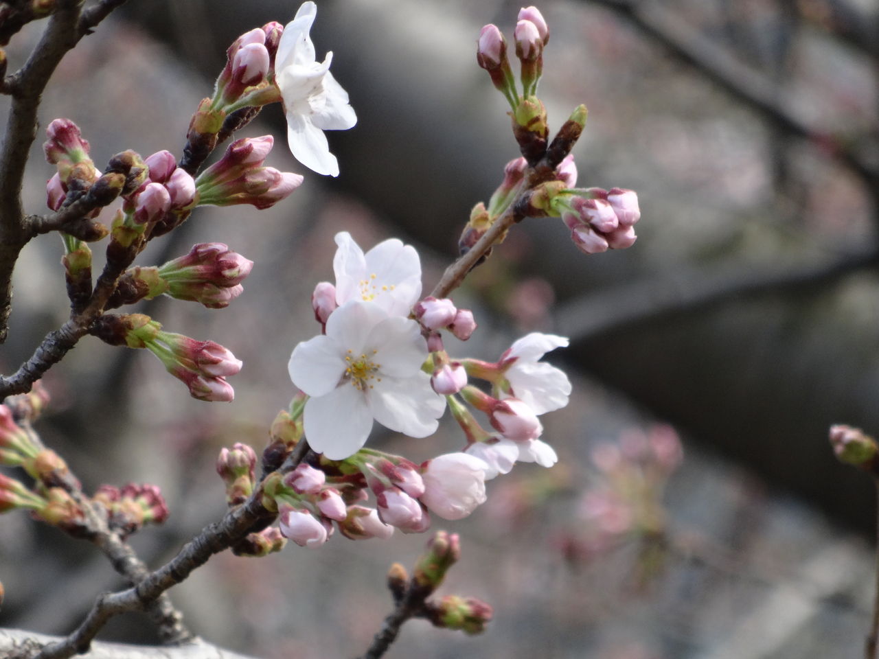 桜の花について僕が知っているいくつかのこと 東京外国語大学硬式テニス部ブログ 桜の花について僕が知っているいくつかのこと 東京外国語大学硬式テニス部ブログ