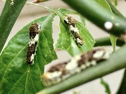 461151296_8041751465934837_354633798157521442_n