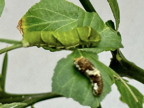 461055340_8041751632601487_9142941264936079299_n