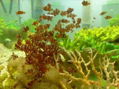 20493_749120641864659_4979704467252322535_n