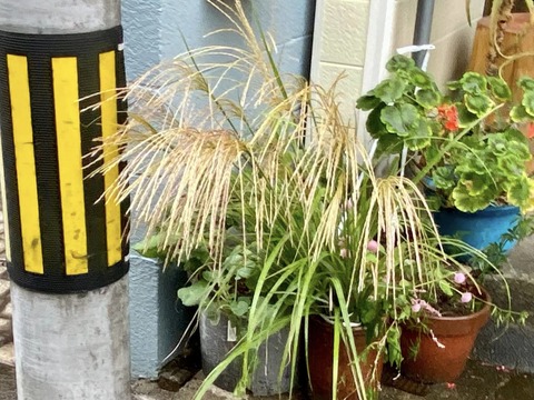 311152710_5270932016350143_3167228987588398658_n