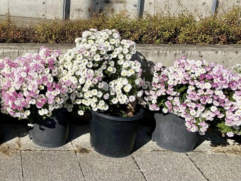 410369016_6663232143786783_688446660491707096_n