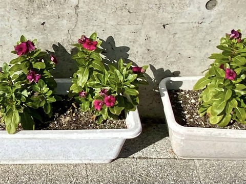 410107108_6663232193786778_2749441735445396044_n