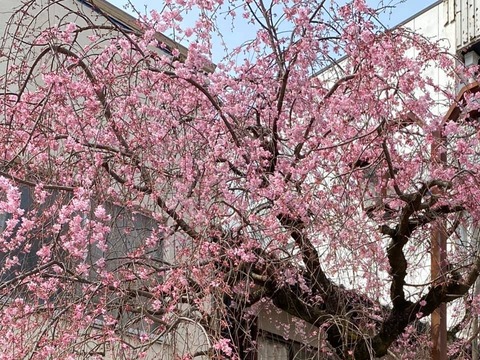 90115083_2631742020269169_1197127571465043968_n