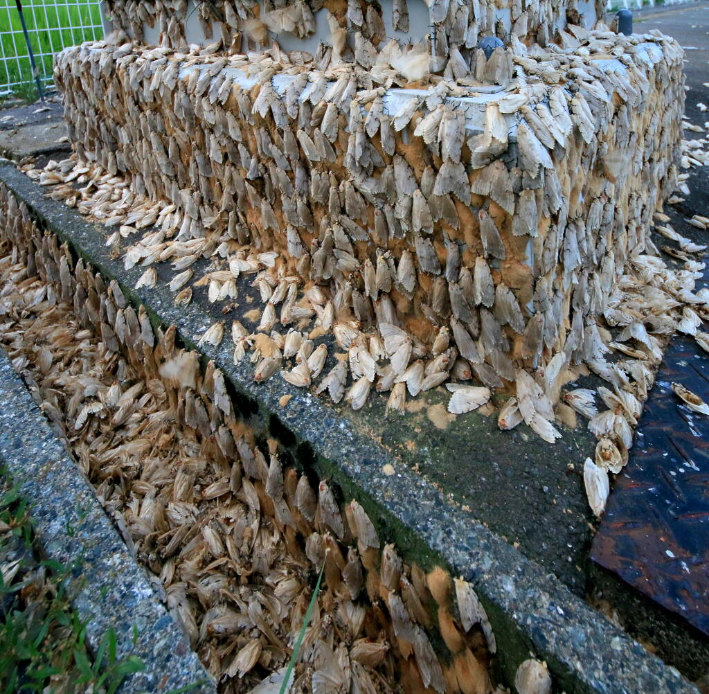 サッカー マイマイガ と呼ばれる蛾の大量発生を懸念 J3 長野開催4試合の開始時間を変更 2時間早める Matsubarayuuna のblog