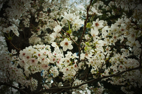 20230329kanegasaku03