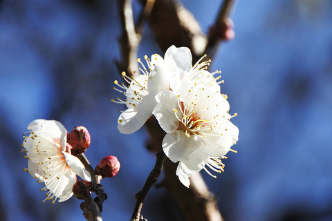 20220201kanegasaku03