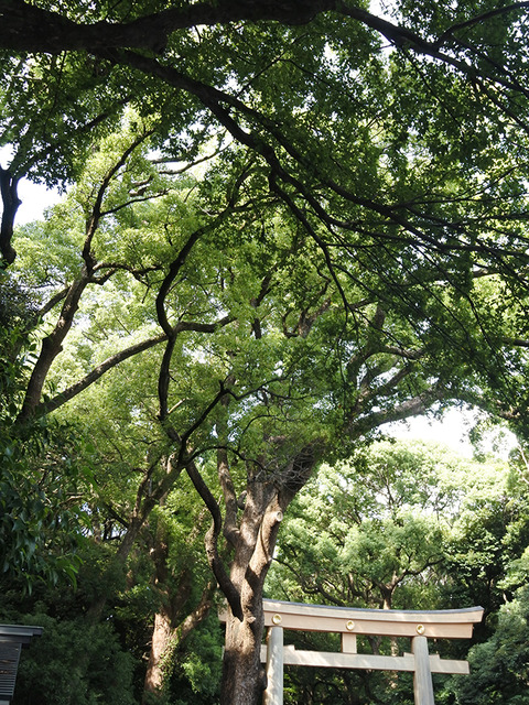 20250928meijijingu01