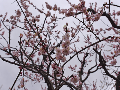 20150310otyanomizu06